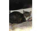 Adopt Trouble a Brown Tabby Domestic Shorthair / Mixed Breed (Medium) / Mixed