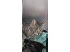 Adopt Momma June a Brown Tabby Domestic Shorthair / Mixed Breed (Medium) / Mixed