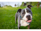 Adopt McGregor a Merle American Pit Bull Terrier / Mixed Breed (Medium) / Mixed