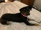 Adopt Roxie a Black Golden Retriever / Rottweiler / Mixed (short coat) dog in