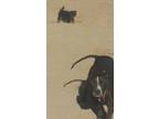 Adopt Bebe a Black American Staffordshire Terrier / Mixed Breed (Medium) / Mixed