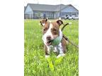 Adopt Flora a Brown/Chocolate American Pit Bull Terrier / Mixed Breed (Medium) /