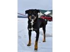 Adopt Toby a Black Rottweiler / Alaskan Klee Kai / Mixed (short coat) dog in