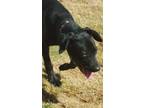 Adopt Becca a Black Labrador Retriever / Mixed Breed (Medium) / Mixed (short