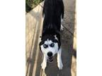Adopt Rosie a Black Husky / Mixed Breed (Medium) / Mixed (short coat) dog in