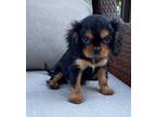 Adopt Sunshine a Black Cavalier King Charles Spaniel / Mixed (short coat) dog in