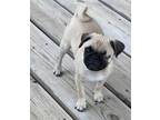 Adopt Mikey a Tan/Yellow/Fawn Pug / Mixed (short coat) dog in Madison