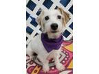 Adopt zzRoscoe a White Jack Russell Terrier / Mixed Breed (Medium) / Mixed