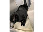 Adopt Yahtzee a All Black Domestic Shorthair / Mixed (short coat) cat in