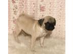 Adopt Mickey a Tan/Yellow/Fawn Pug / Mixed (short coat) dog in Madison