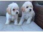 Adopt Willow a White Poodle (Toy or Tea Cup) / Mixed (short coat) dog in