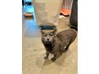 Adopt Campbell a Gray or Blue Domestic Shorthair / Mixed Breed (Medium) / Mixed