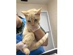 Adopt Cake a Orange or Red Domestic Shorthair / Mixed Breed (Medium) / Mixed
