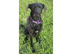 Adopt Gunther a Black Schnauzer (Giant) / Labrador Retriever / Mixed (short