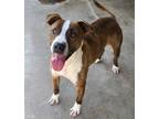 Adopt Mouse a Brindle American Pit Bull Terrier / Mixed Breed (Medium) / Mixed