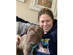 Adopt Billy IV (foster) a Brown/Chocolate American Pit Bull Terrier / Labrador