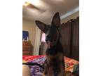 Adopt Lucy a Black German Shepherd Dog / Mixed Breed (Medium) / Mixed (short