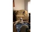 Adopt Buddy a White Husky / Shepherd (Unknown Type) / Mixed (short coat) dog in