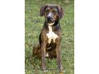 Adopt Clyde a Black Bernese Mountain Dog / Mixed Breed (Medium) / Mixed (short