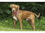 Adopt Kane a Brown/Chocolate American Pit Bull Terrier / Mixed Breed (Medium) /