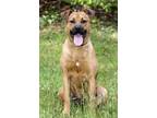 Adopt Bandit a Tan/Yellow/Fawn German Shepherd Dog / Mixed Breed (Medium) /