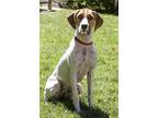 Adopt Louise a White Boxer / Mixed Breed (Medium) / Mixed (short coat) dog in