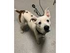 Adopt Nico a White American Staffordshire Terrier / Mixed Breed (Medium) / Mixed