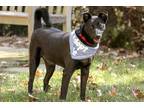 Adopt Yoda a Black Terrier (Unknown Type, Medium) / German Shepherd Dog / Mixed