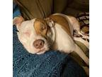 Adopt Buffy a White American Pit Bull Terrier / Mixed Breed (Medium) / Mixed