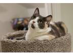 Adopt Callie a White Domestic Shorthair / Mixed Breed (Medium) / Mixed (short