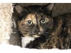 Adopt Lisbeth a Brown Tabby Domestic Shorthair / Mixed Breed (Medium) / Mixed