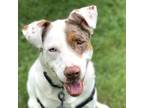 Adopt Ike a White Catahoula Leopard Dog / Hound (Unknown Type) / Mixed (short