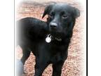 Adopt Jager a Black Terrier (Unknown Type, Medium) / Mixed Breed (Medium) /