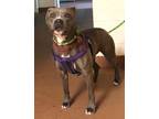 Adopt 84852 Freya a Black American Pit Bull Terrier / Mixed Breed (Medium) /