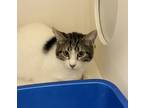 Adopt Michelle K a Brown Tabby Domestic Shorthair / Mixed Breed (Medium) / Mixed