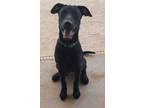 Adopt Moon a Black Labrador Retriever / American Staffordshire Terrier / Mixed