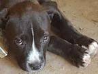 Adopt Stormie a Black American Staffordshire Terrier / Boxer / Mixed (short