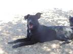 Adopt Jackie a Black Flat-Coated Retriever / Labrador Retriever / Mixed (short