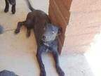 Adopt Jazzie a Black Flat-Coated Retriever / Australian Shepherd / Mixed (short