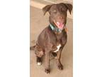 Adopt Crimson a Black Labrador Retriever / American Staffordshire Terrier /