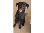 Adopt Concord a Black Labrador Retriever / American Staffordshire Terrier /