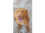 Adopt Fortuna a Brown/Chocolate American Staffordshire Terrier / Mixed Breed