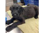 Adopt Strudel (Maroon) - IN FOSTER ADOPTED a Black Mixed Breed (Medium) / Mixed