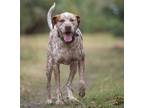 Adopt Romeo a White Coonhound (Unknown Type) / Redbone Coonhound / Mixed (short