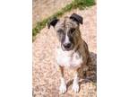 Adopt Diego a Brindle Boxer / Shepherd (Unknown Type) / Mixed (short coat) dog
