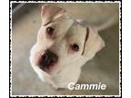 Adopt Cammie a White American Pit Bull Terrier / Mixed Breed (Medium) / Mixed