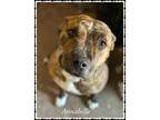 Adopt Anna Bell/ Annabelle a Brindle American Pit Bull Terrier / Mixed Breed