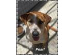 Adopt pearl a Tan/Yellow/Fawn American Pit Bull Terrier / Mixed Breed (Medium) /
