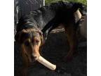 Adopt Bella a Black Rottweiler / Mixed Breed (Medium) / Mixed (short coat) dog