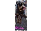 Adopt Michsa a Black Rottweiler / Mixed (short coat) dog in Amarillo